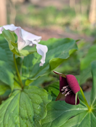 Southern Red Trillium (and Great White Trillium in background)