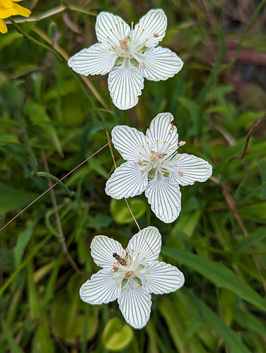 Grass of Parnassus - fascinating flowers that independently move their stamens