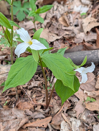 Great White Trillium