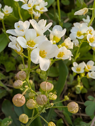 Bladderpods (also called mustard flowers) are named for the seed capsules seen below the flowers here.