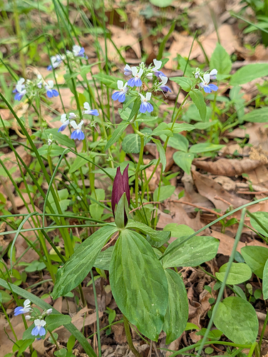 Lanceleaf Trillium in front of Spring Blue-Eyed Mary