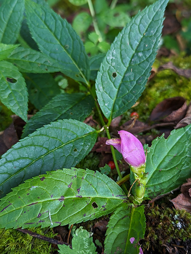 Erwin’s Turtlehead