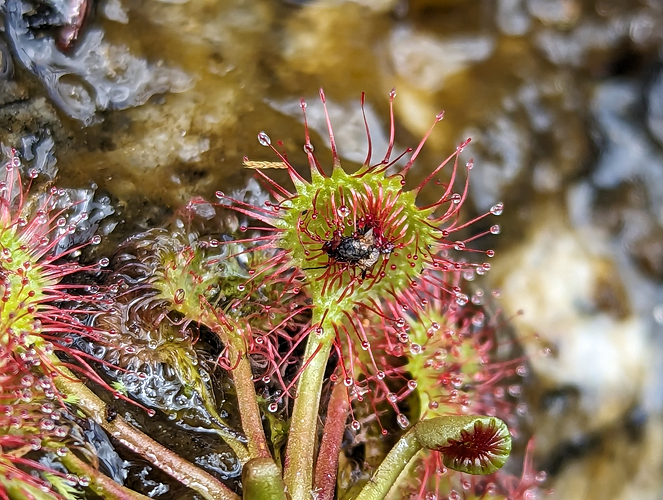 a close-up of a round-leaved sundew (carnivorous!) with insect remains