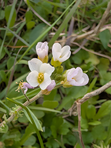 Spring Creek Bladderpod. Mostly white flowers, although a small handful had some pinkish-lavender tones like here.