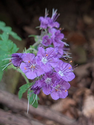 Sewanee Phacelia (very new species!)