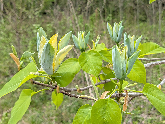 Cucumber Magnolia