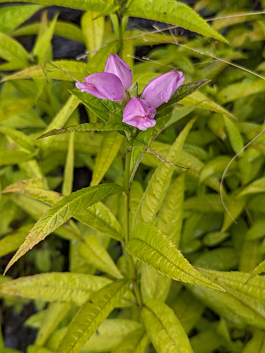 Cuthbert’s Turtlehead