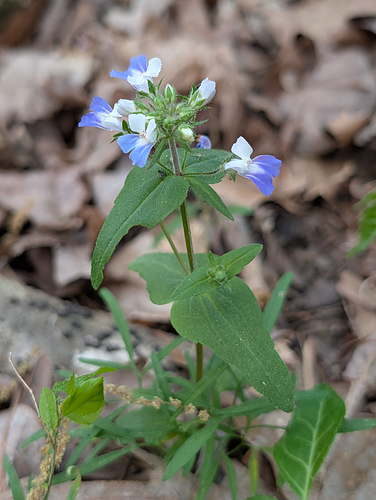 Spring Blue-Eyed Mary