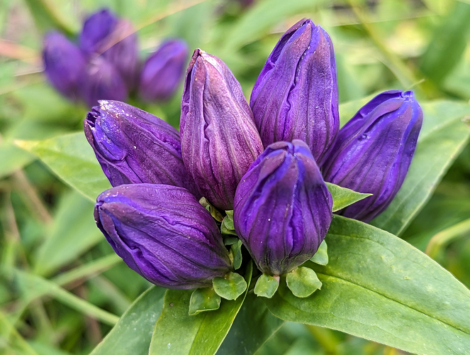 Balsam Mountain Gentian