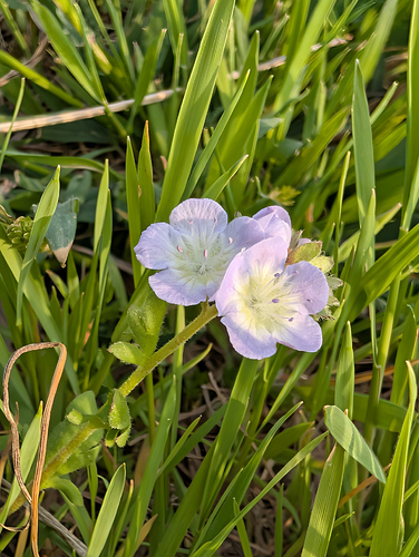 Central Basin Phacelia - a tiny flower endemic to cedar glades.