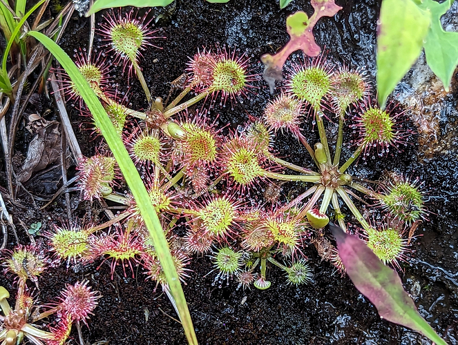more round-leaved sundews (they’re very small)