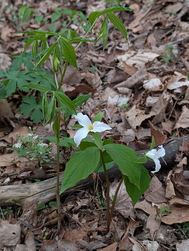 Yellow Fairybells next to Great White Trillium