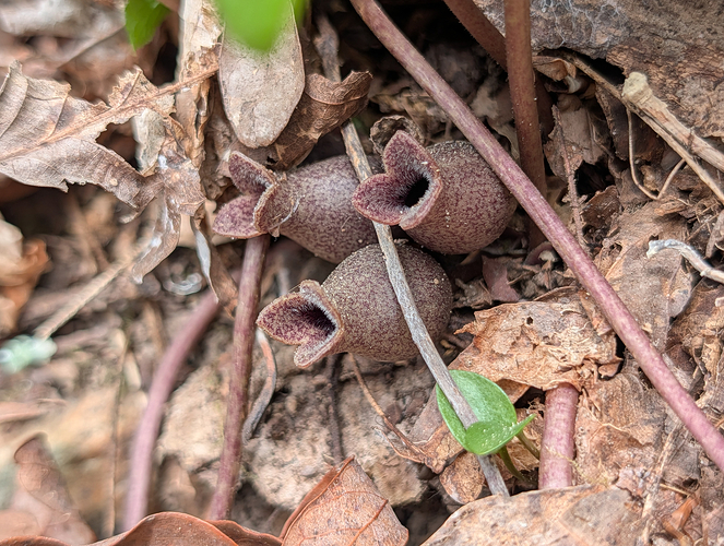 Little Brown Jugs