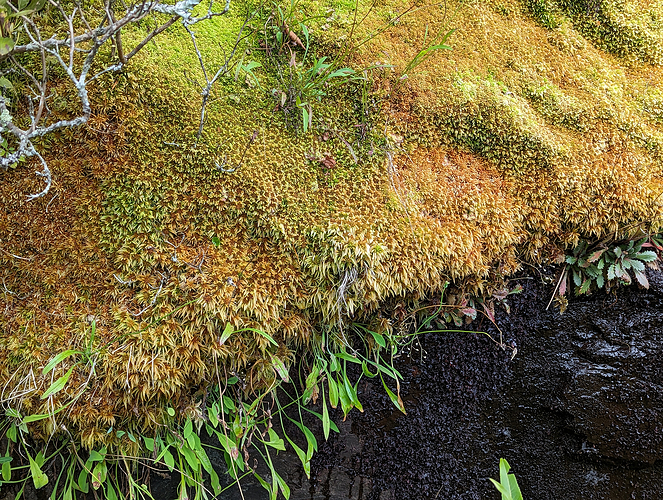 a THICC mat of sphagnum moss