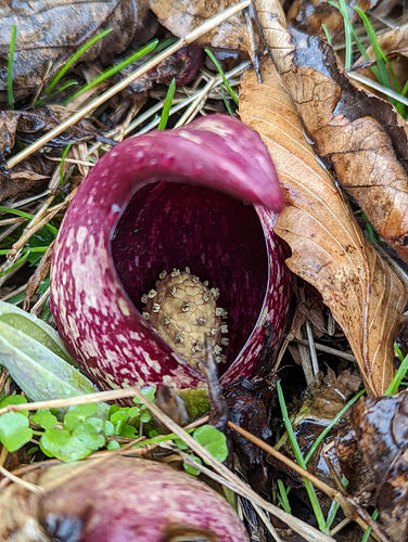 Close-up of the flower, which is the bit in the middle. The purplish thing around it is a protective structure called a spathe - if you've ever seen a lily flower, the white leafy bit around it is the same thing!