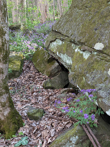 Sewanee Phacelia